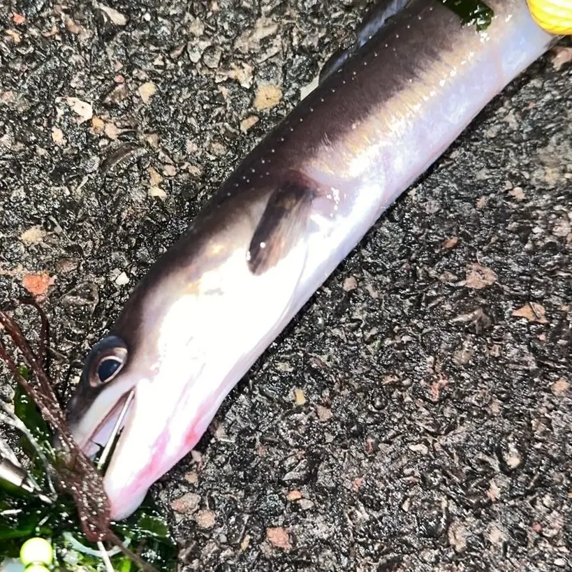 The most recent European conger catches on Fishbrain