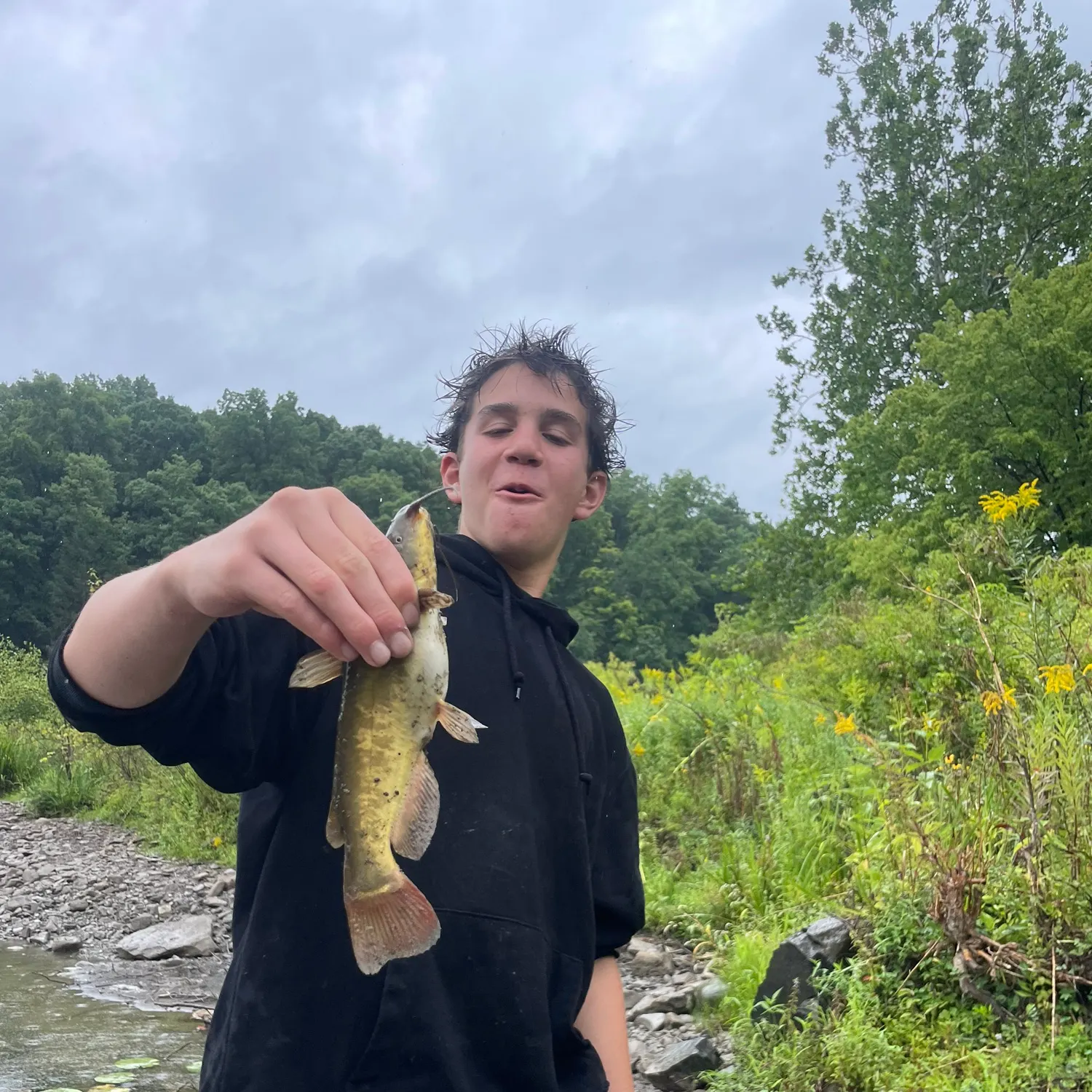 Yellow bullhead caught on Fishbrain