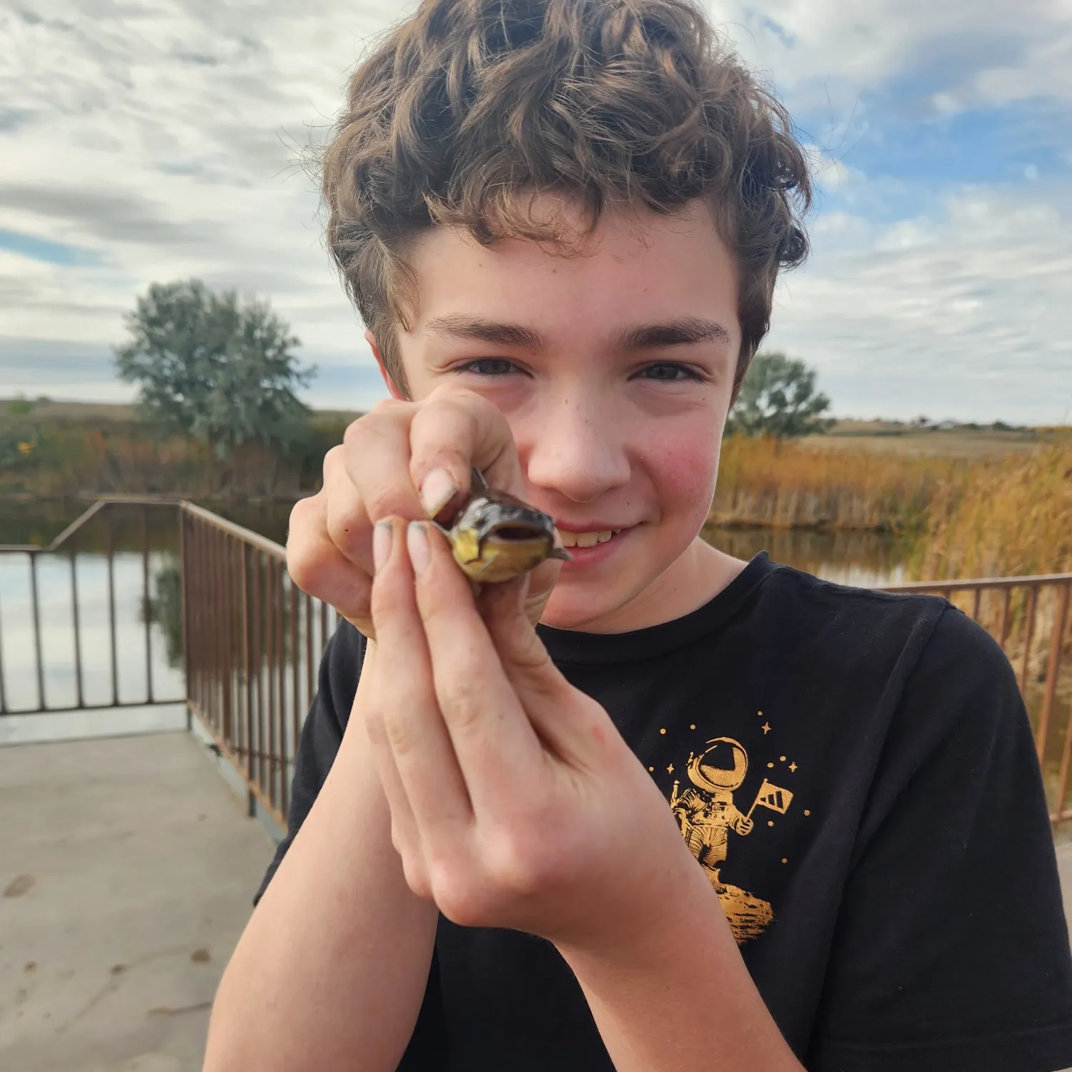 Yellow bullhead caught on Fishbrain