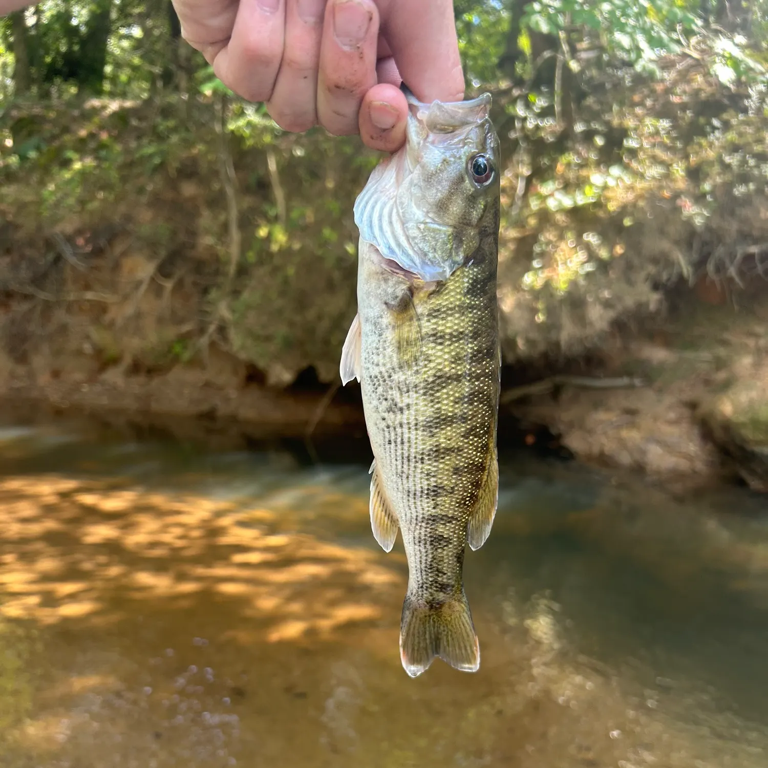 The most recent Bartram's bass catches on Fishbrain