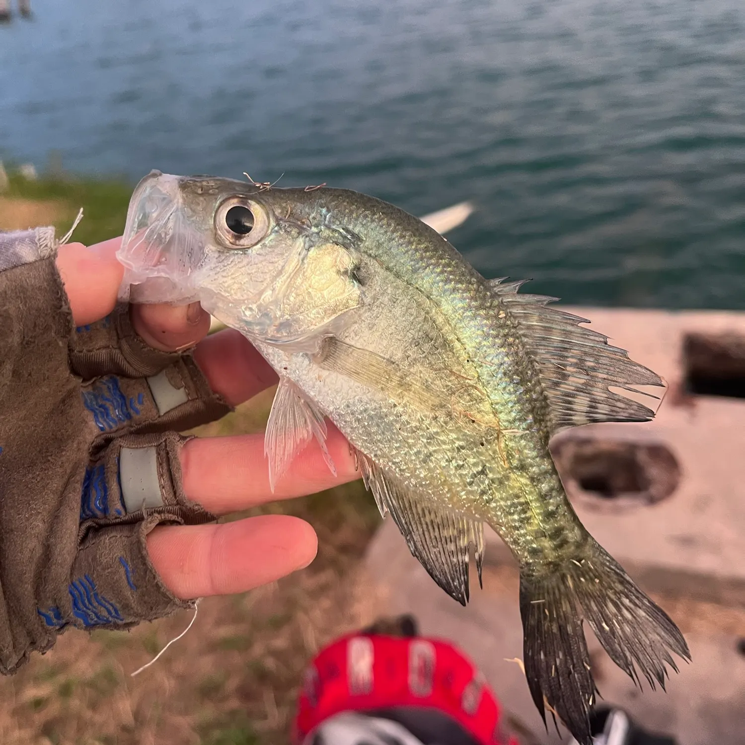 White crappie caught on Fishbrain