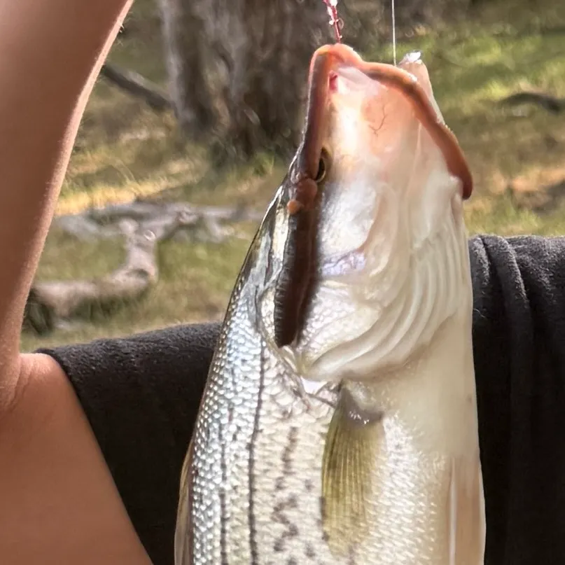 The most recent Hybrid striped bass catches on Fishbrain
