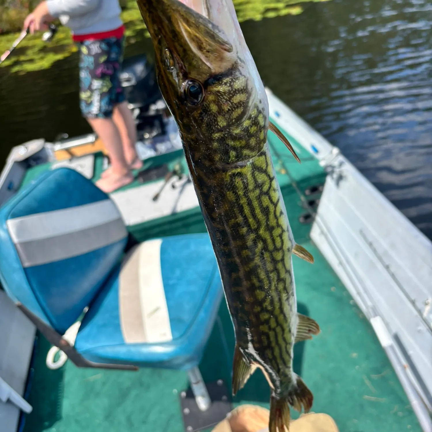 Chain pickerel caught on Fishbrain