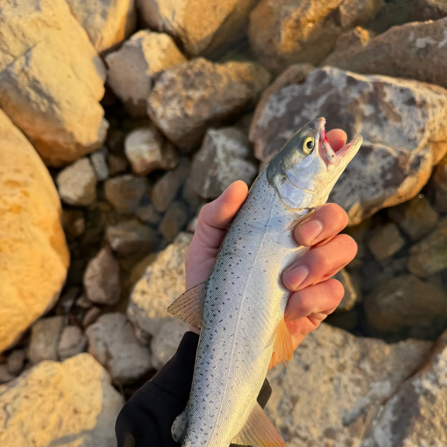 The most recent Bear Lake cutthroat trout catches on Fishbrain