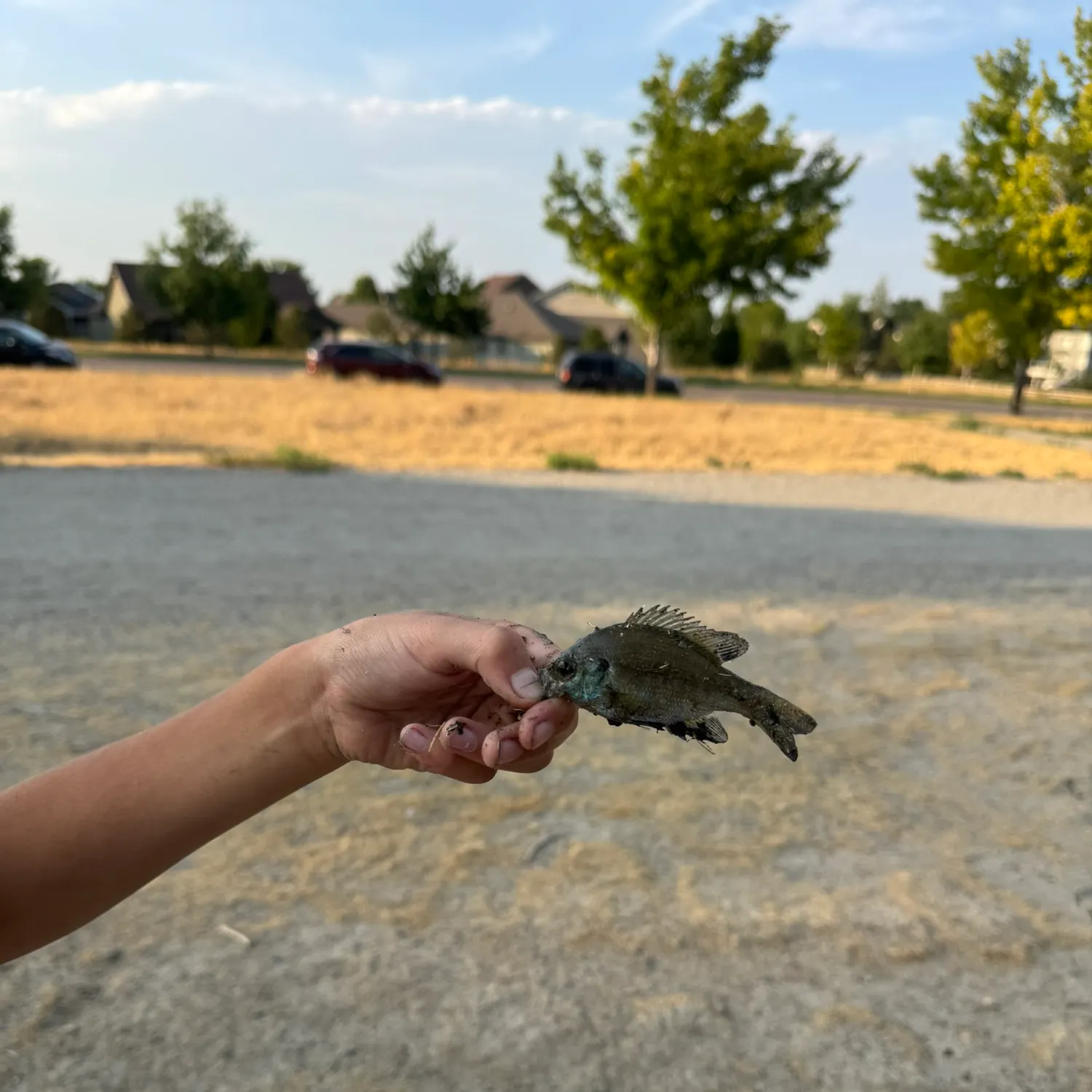 catch