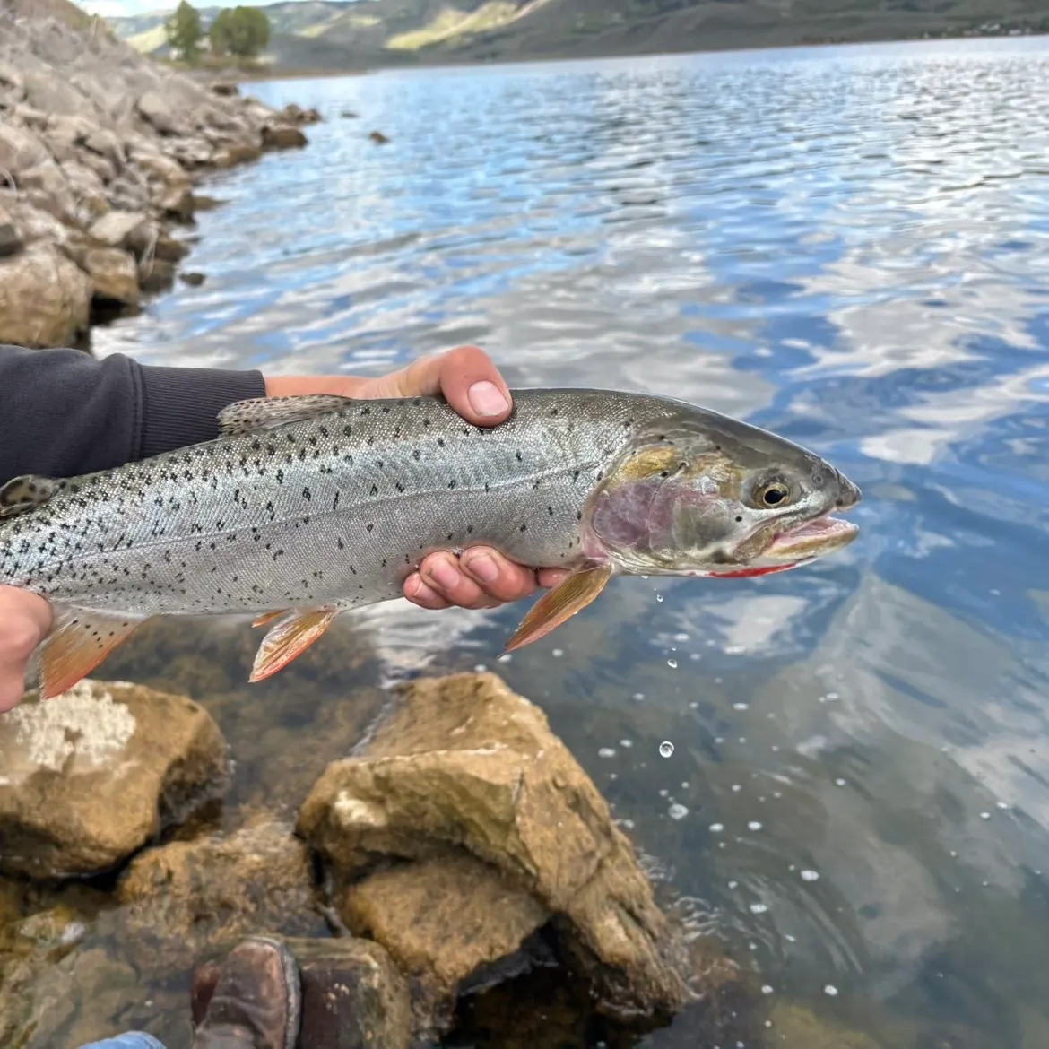 The most recent Bear Lake cutthroat trout catches on Fishbrain