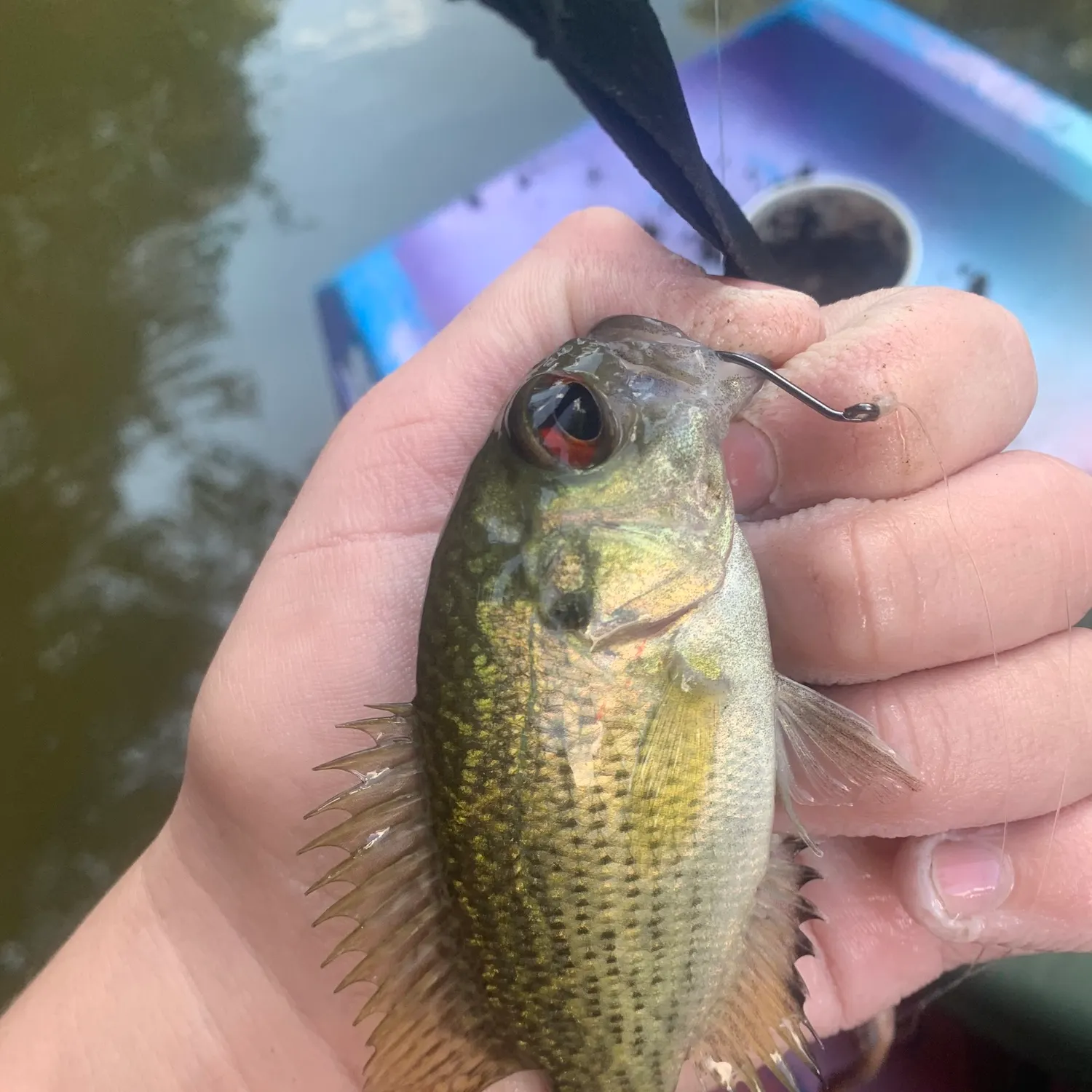 Rock bass caught on Fishbrain