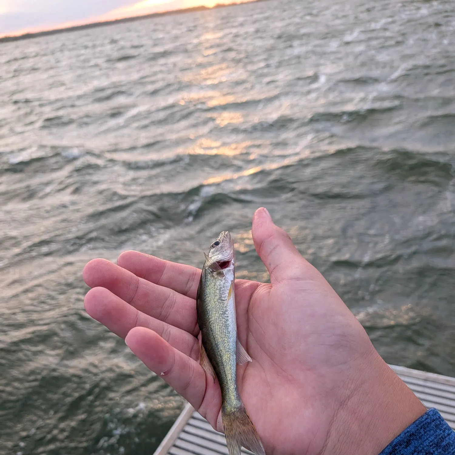 Walleye caught on Fishbrain