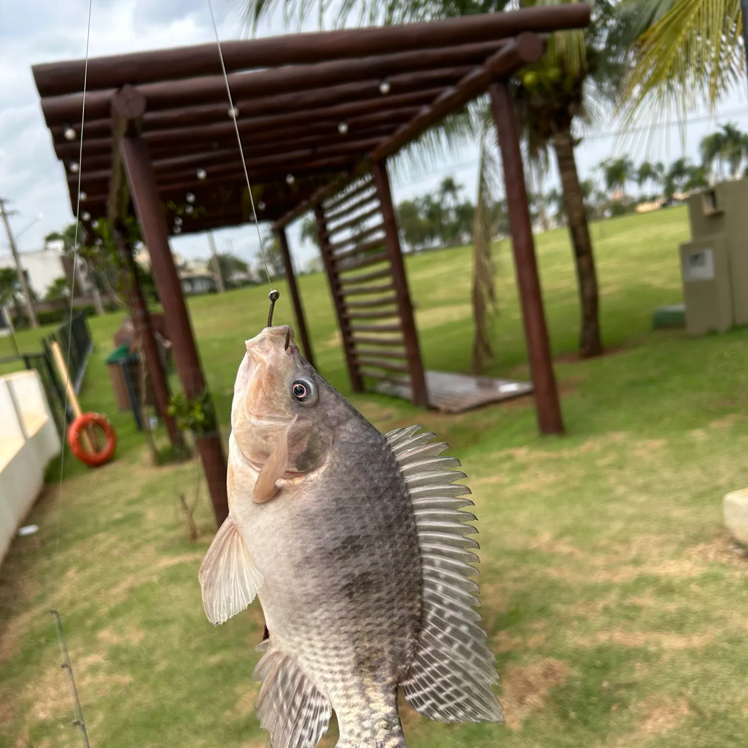 Nile tilapia caught on Fishbrain
