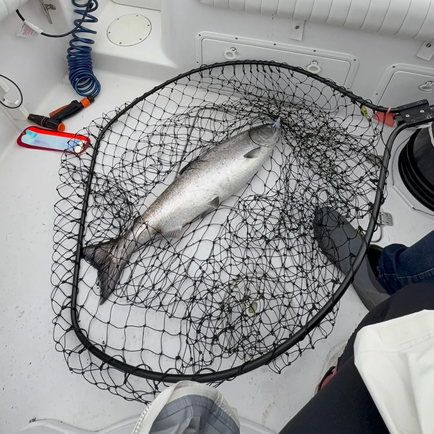 Coho salmon caught on Fishbrain