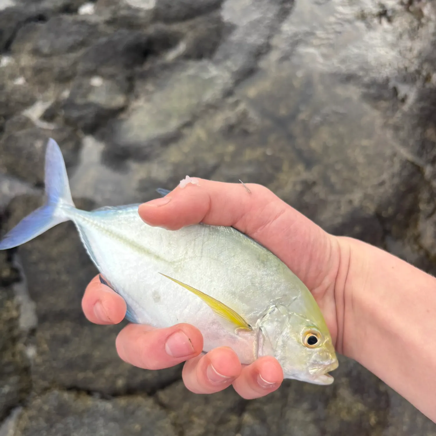 The most recent Bluefin trevally catches on Fishbrain