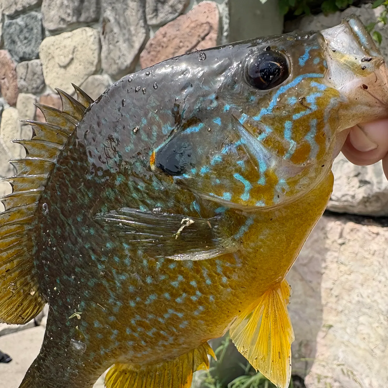 Greengill hybrid caught on Fishbrain