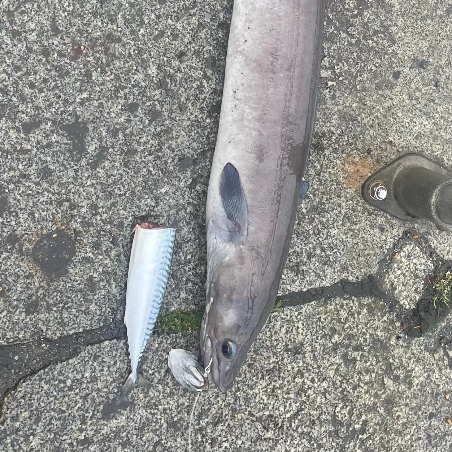 European conger caught on Fishbrain