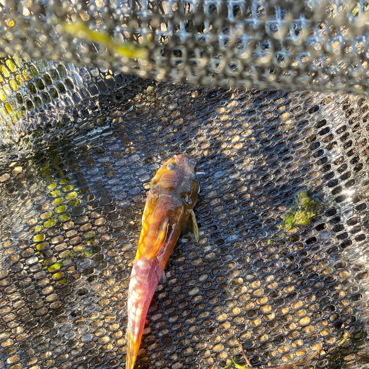 The most recent Stonecat catches on Fishbrain