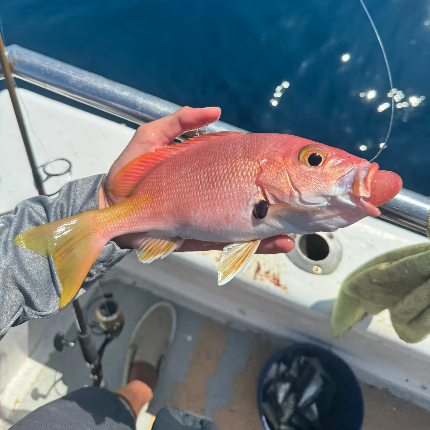 The most popular recent Blackfin snapper catch on Fishbrain