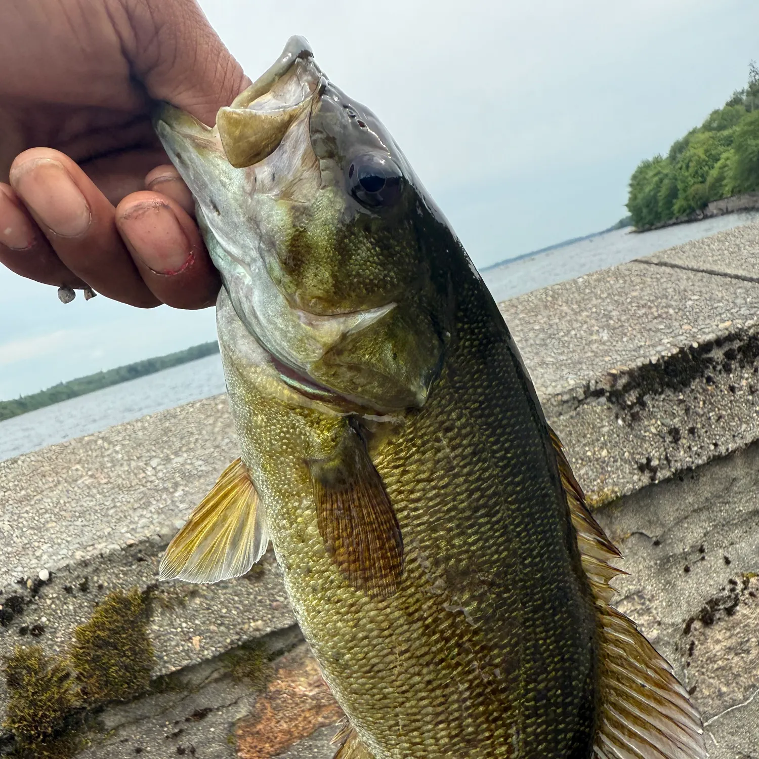 The most recent Smallmouth bass catches on Fishbrain