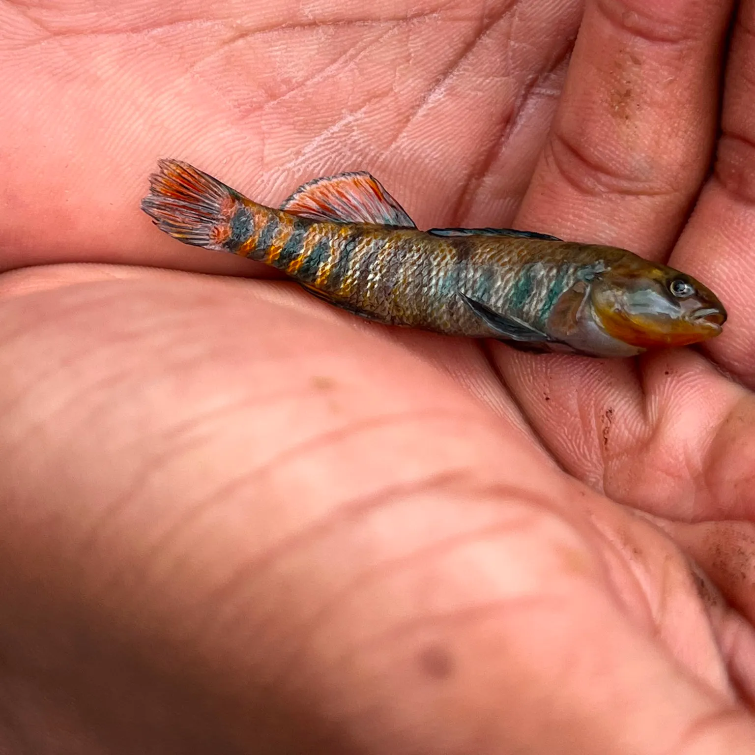 The most recent Rainbow darter catches on Fishbrain