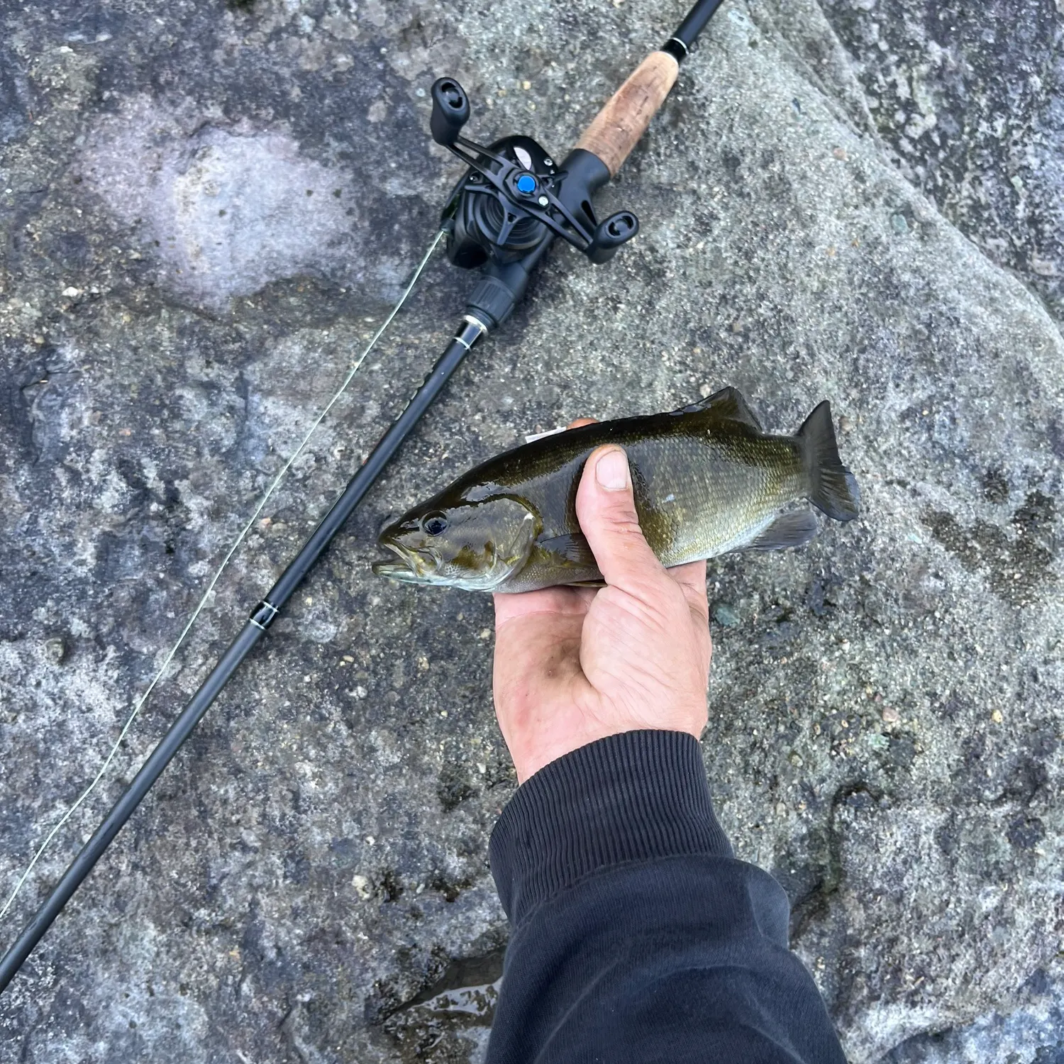 Smallmouth bass caught on Fishbrain
