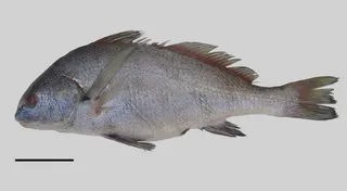 Roncadora