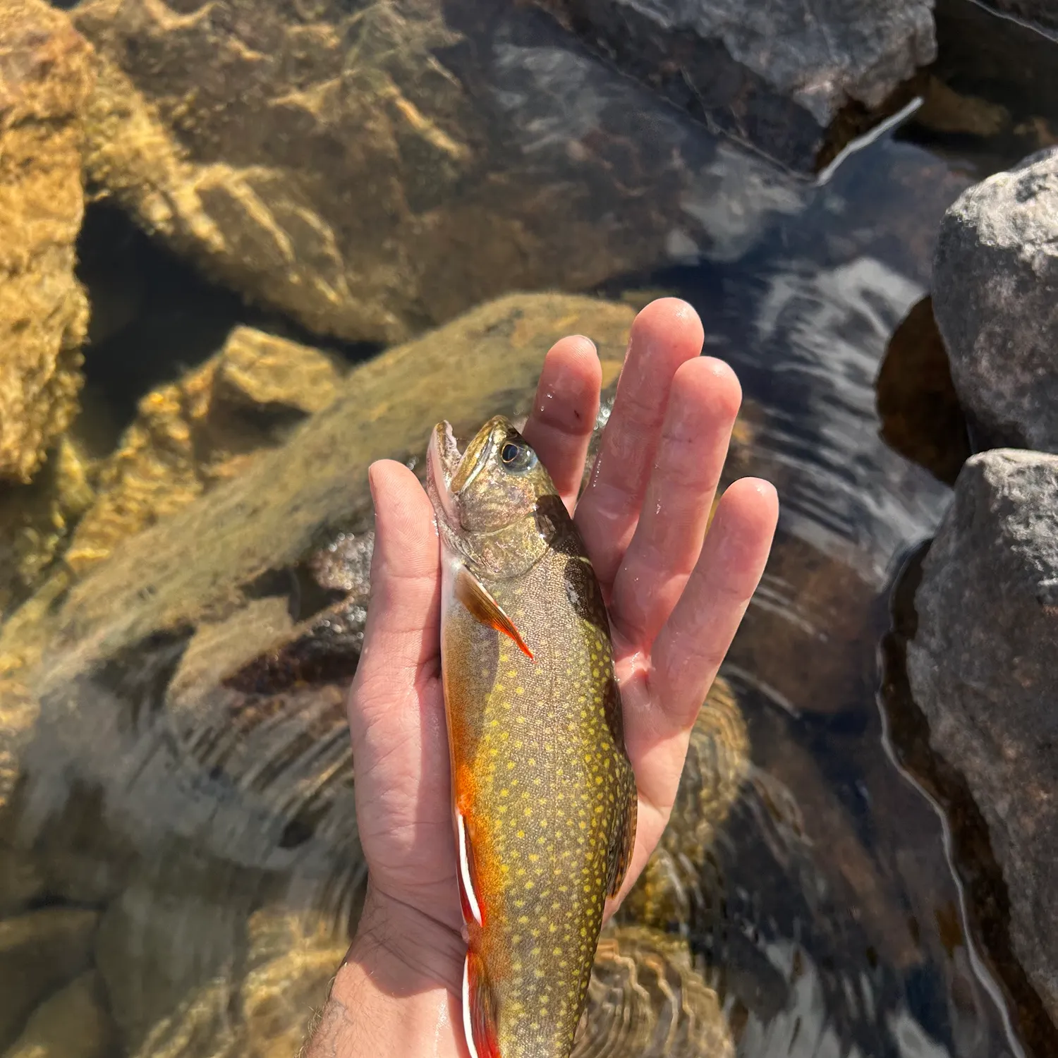 Brook trout caught on Fishbrain