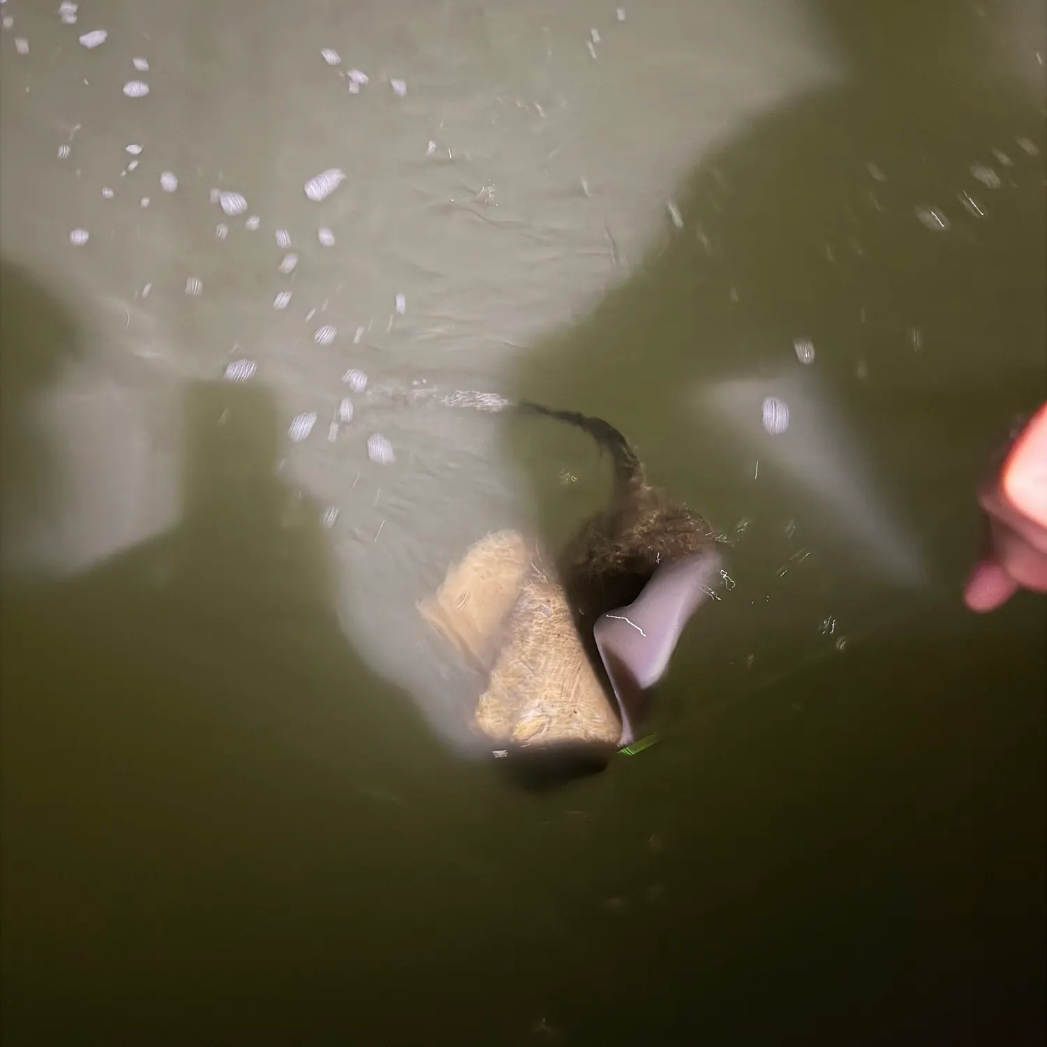 Fish caught on Fishbrain