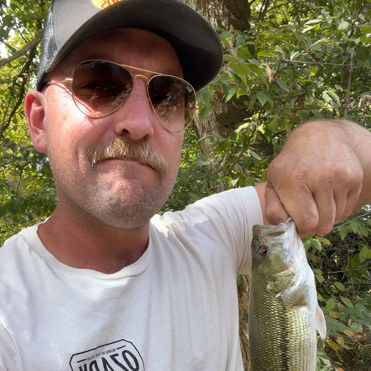 Spotted bass caught on Fishbrain