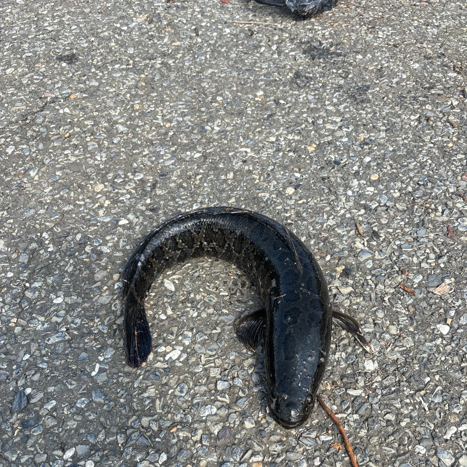 The most recent Northern snakehead catches on Fishbrain