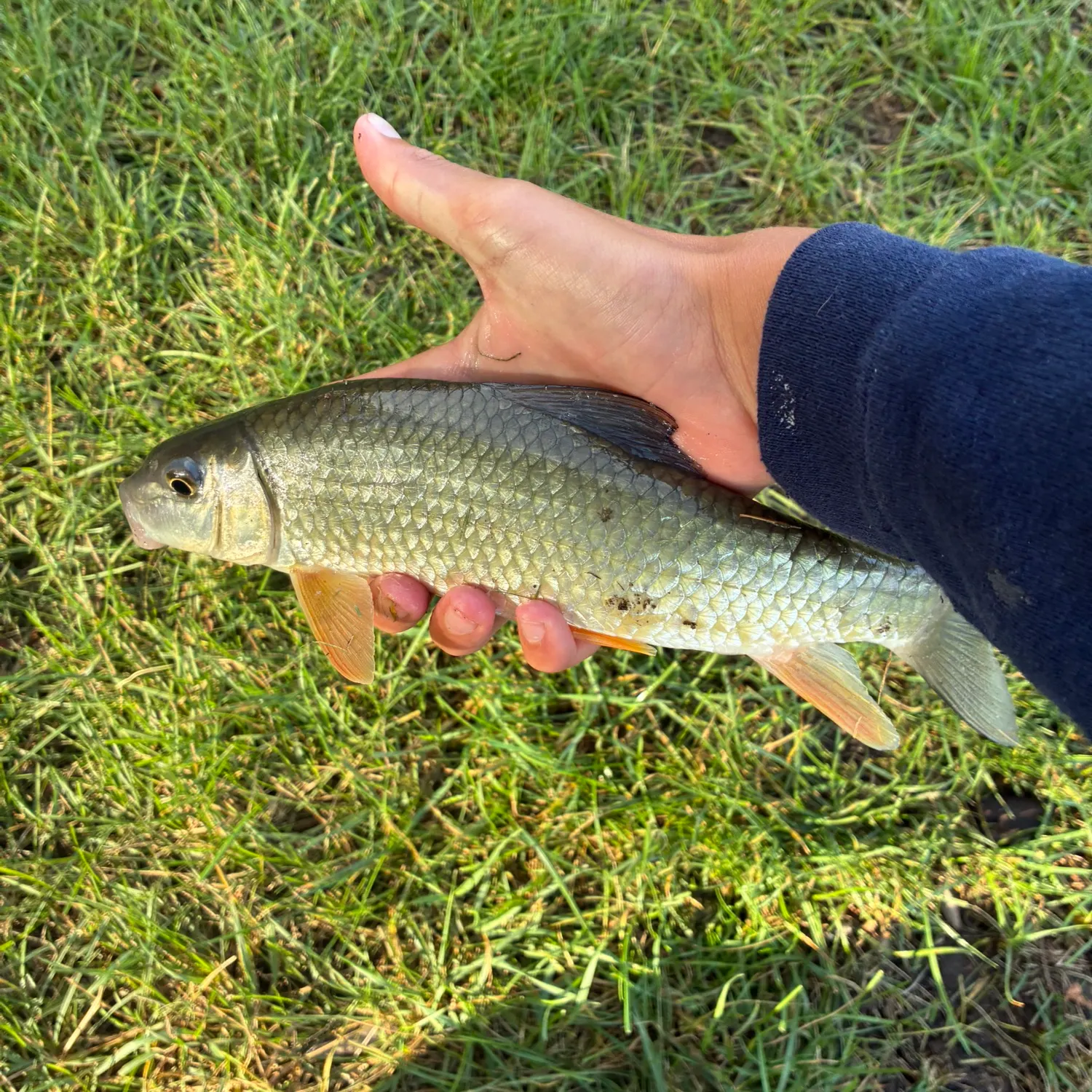The most recent Golden redhorse catches on Fishbrain