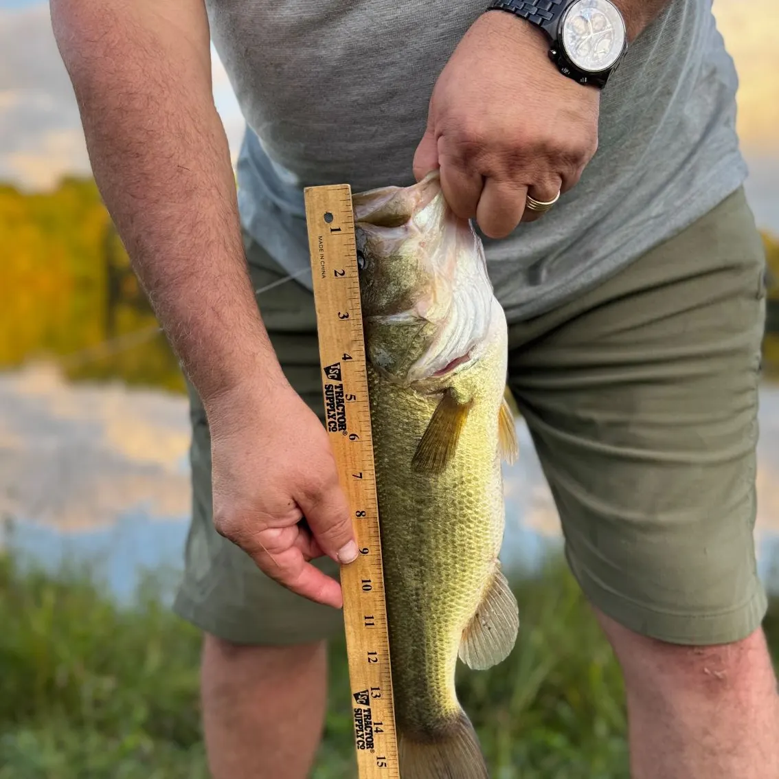 Largemouth bass caught on Fishbrain