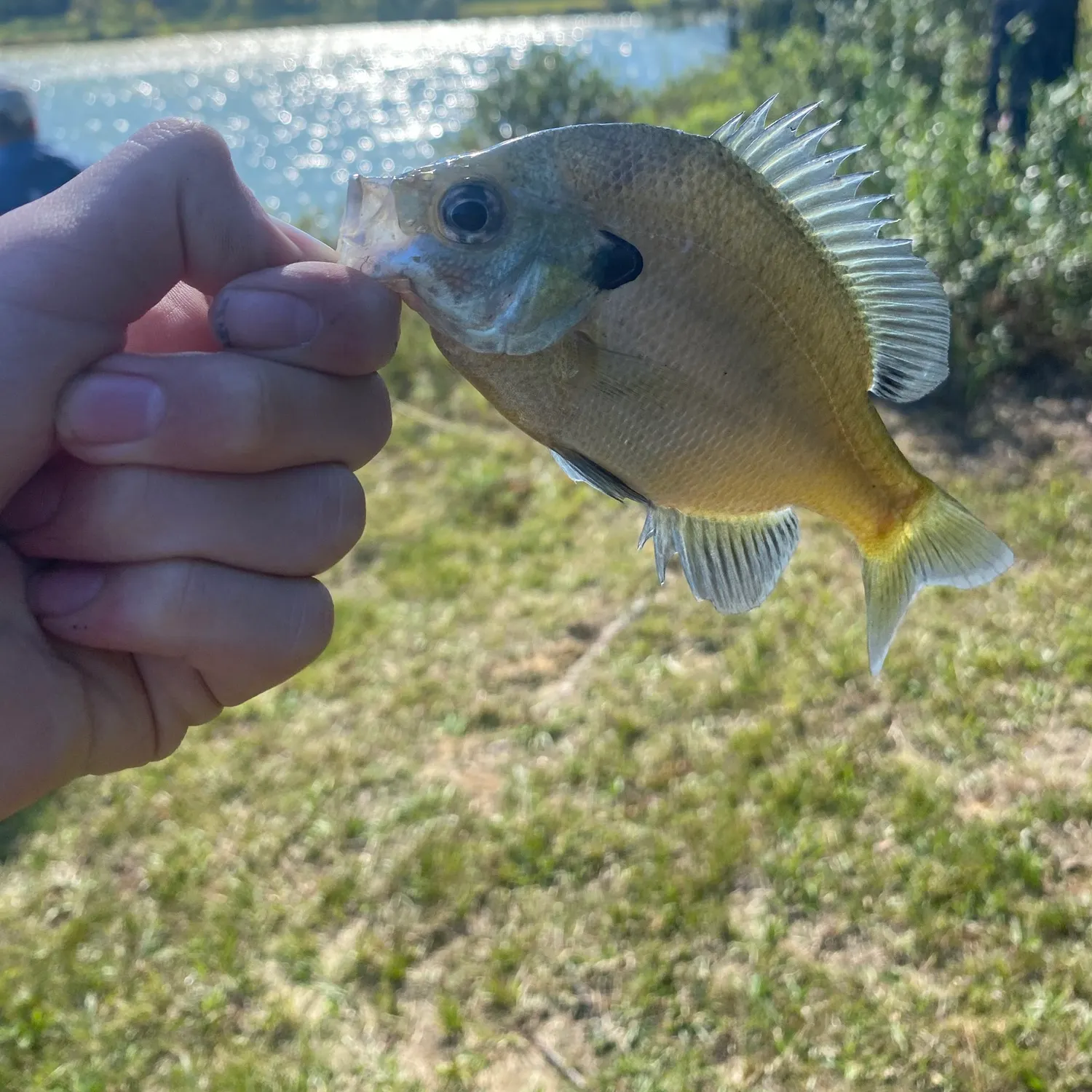Bluegill caught on Fishbrain