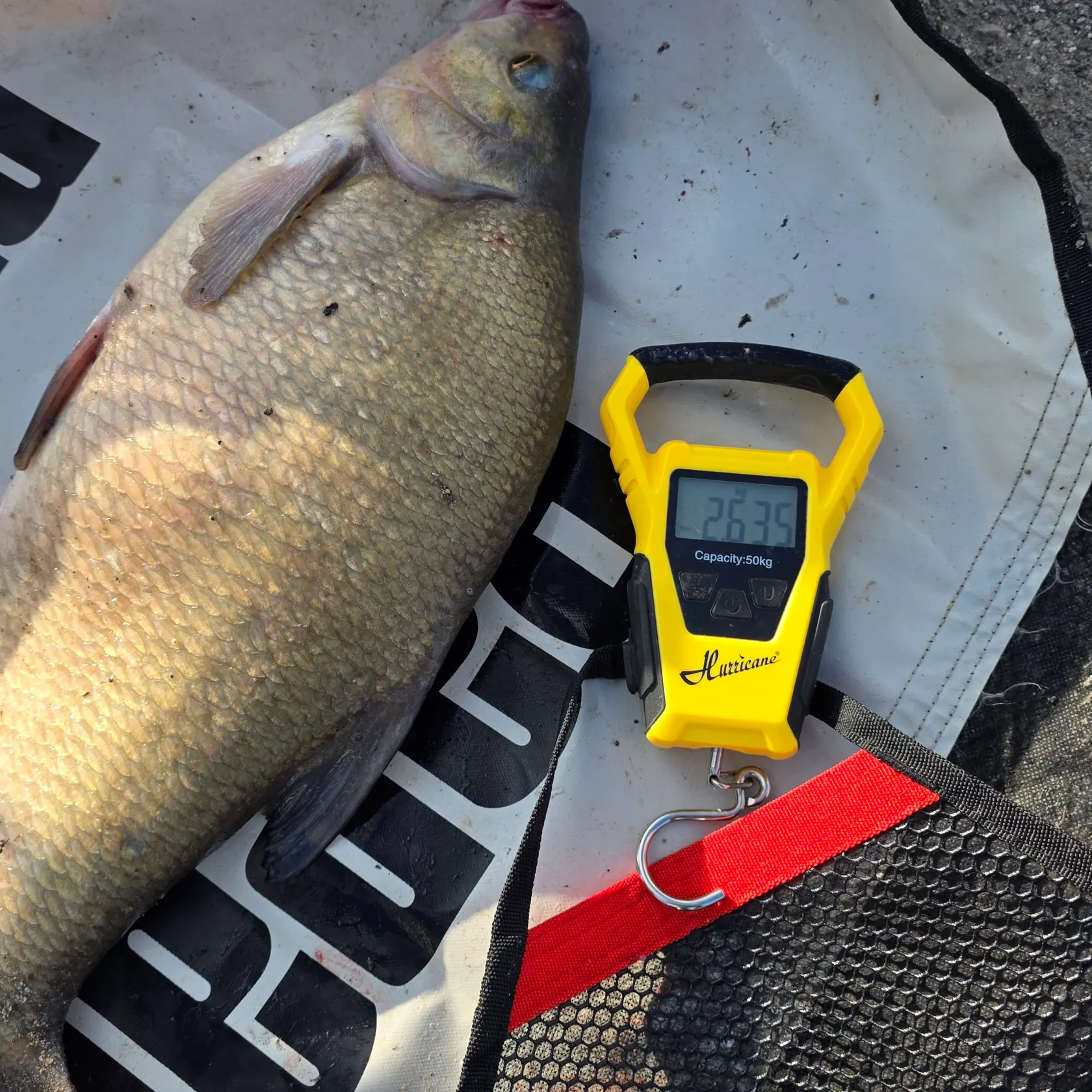 Common bream caught on Fishbrain