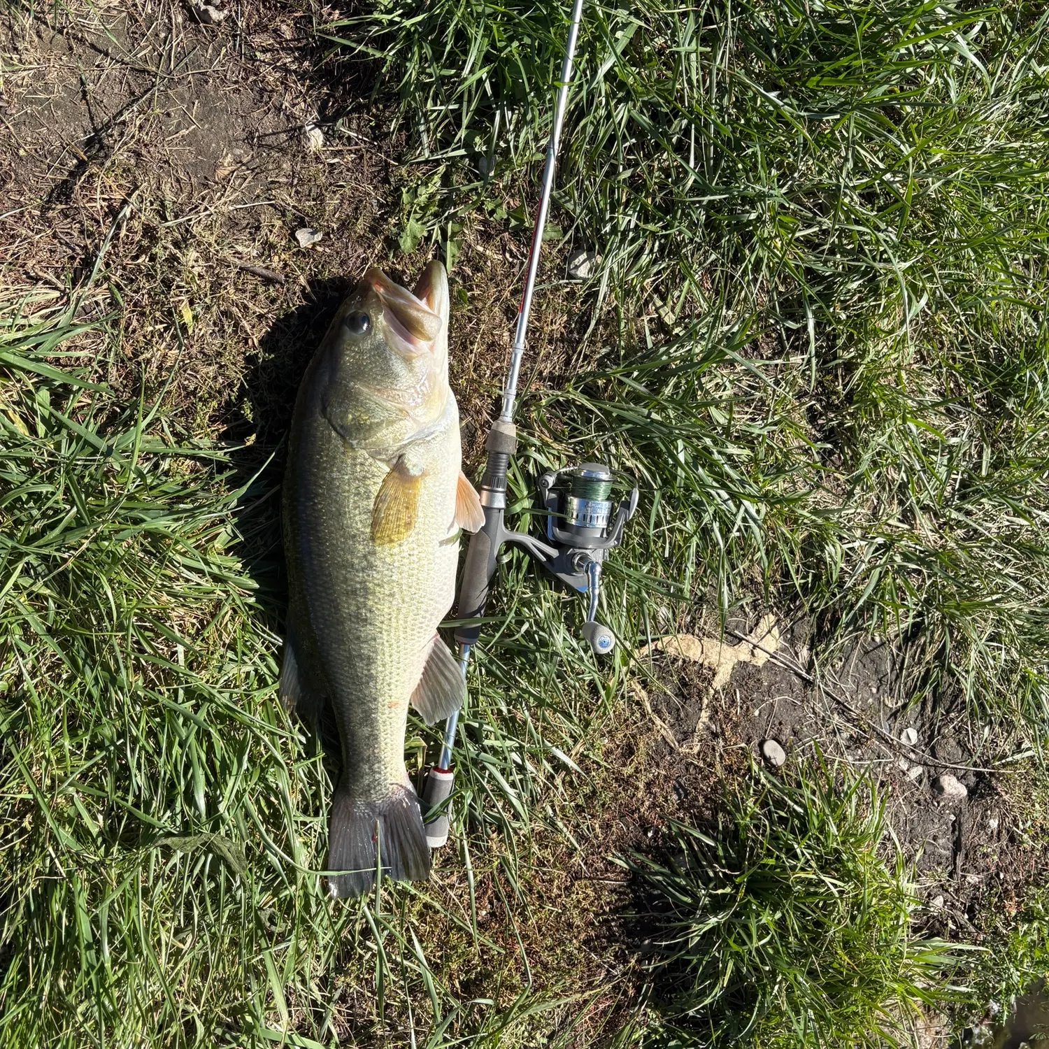Largemouth bass caught on Fishbrain