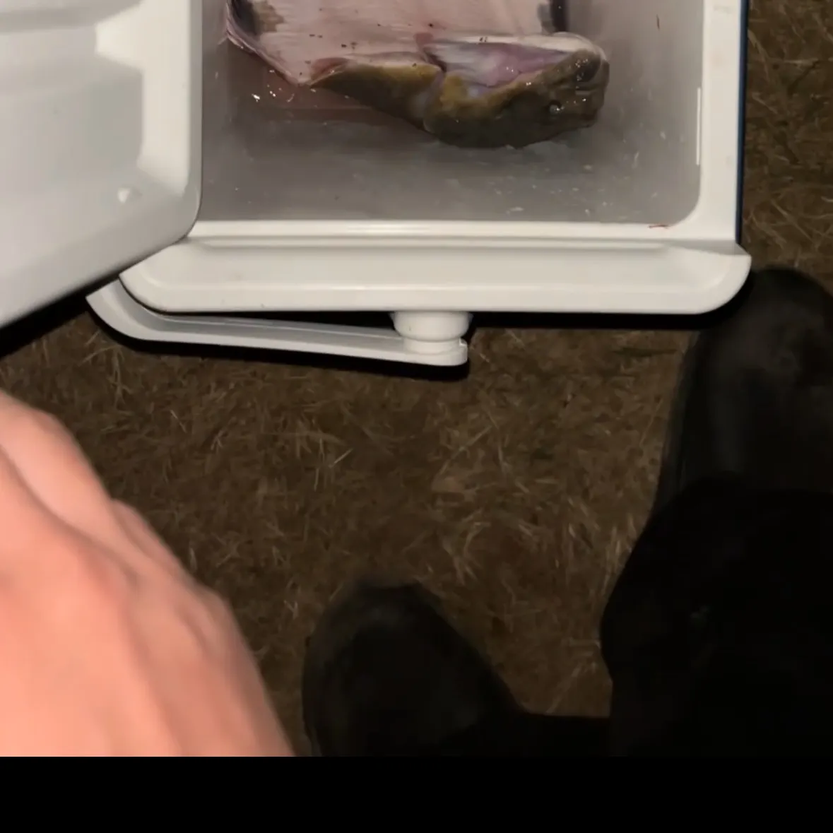 The most recent Starry flounder catches on Fishbrain