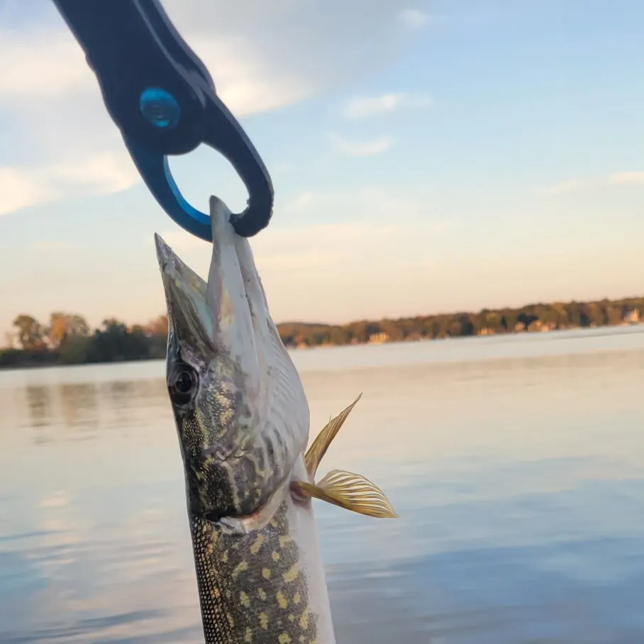 Northern pike caught on Fishbrain