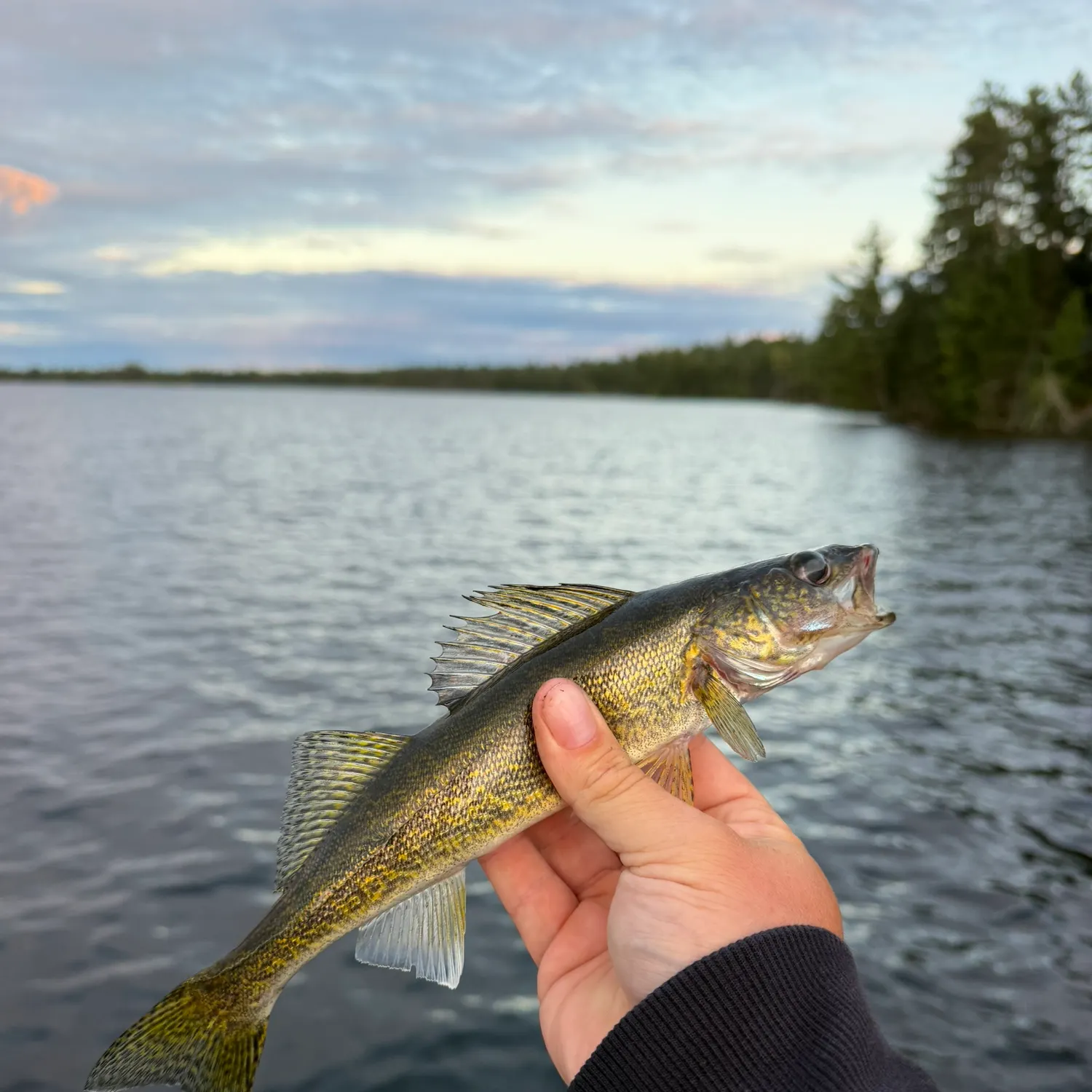 Walleye caught on Fishbrain