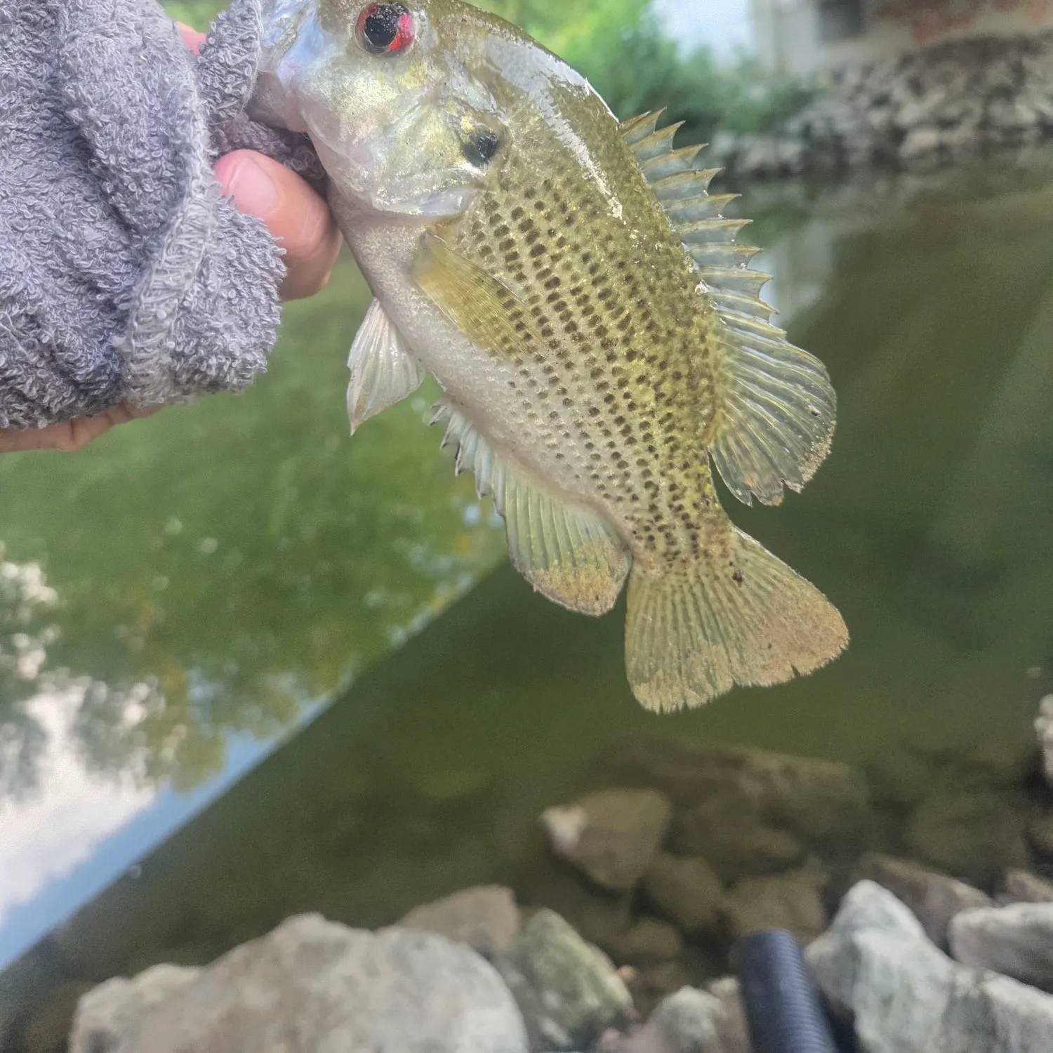 Rock bass caught on Fishbrain