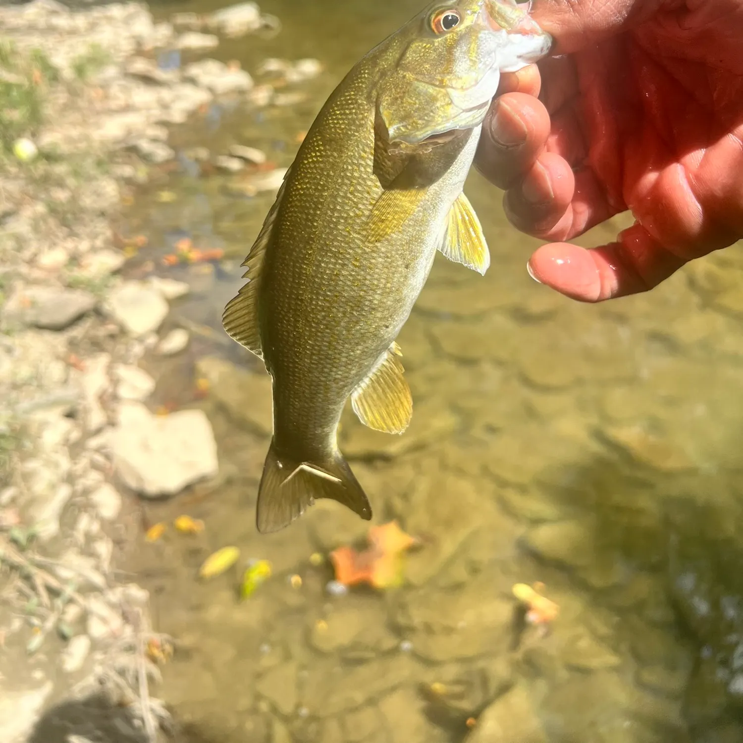 Fish caught on Fishbrain