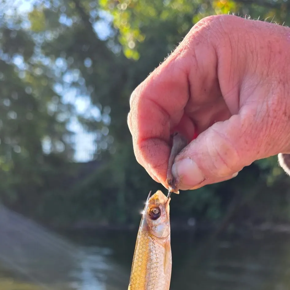The most recent Spottail shiner catches on Fishbrain