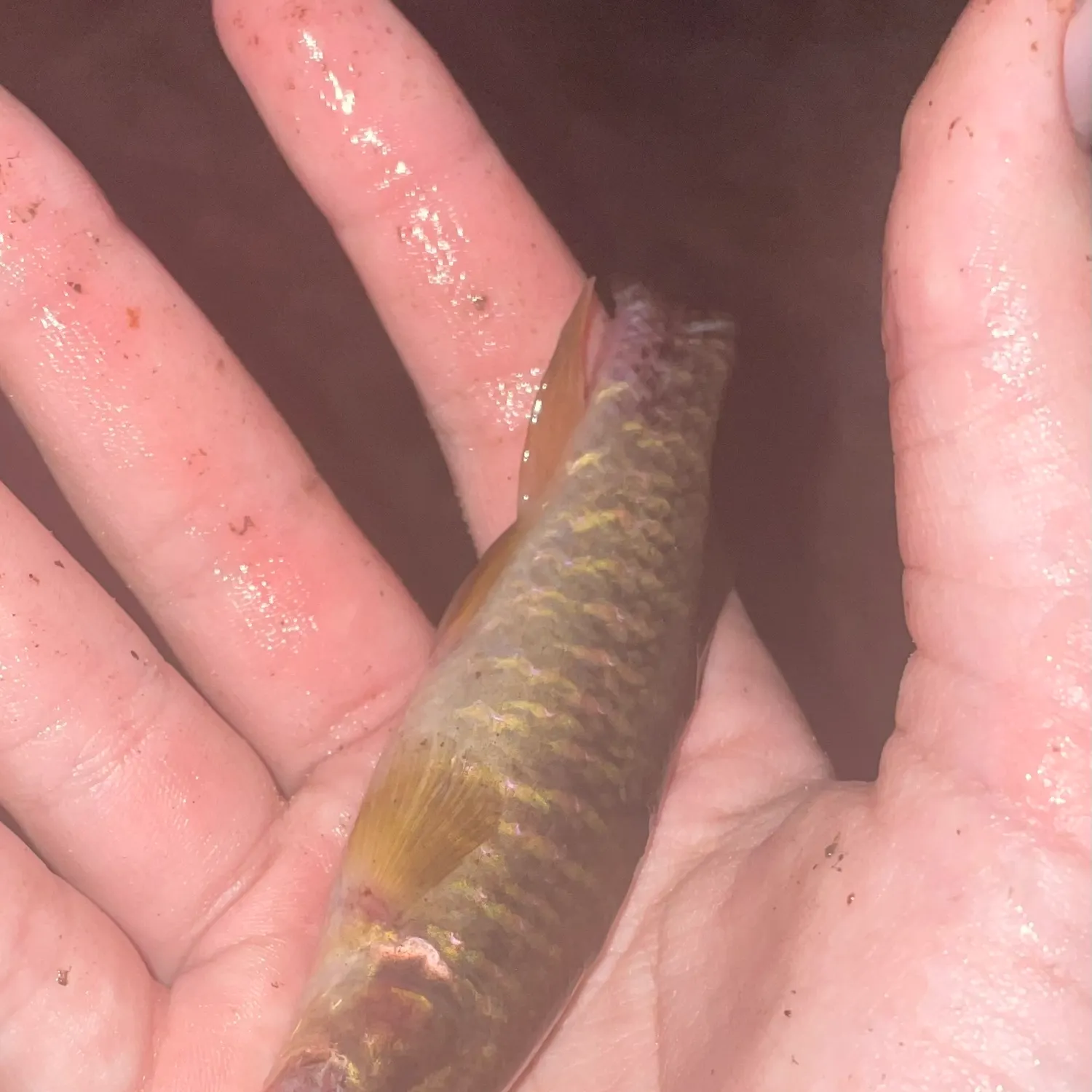 The most recent Eastern mudminnow catches on Fishbrain