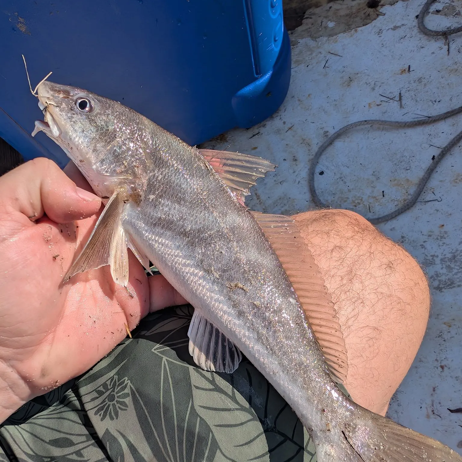 Southern kingcroaker caught on Fishbrain
