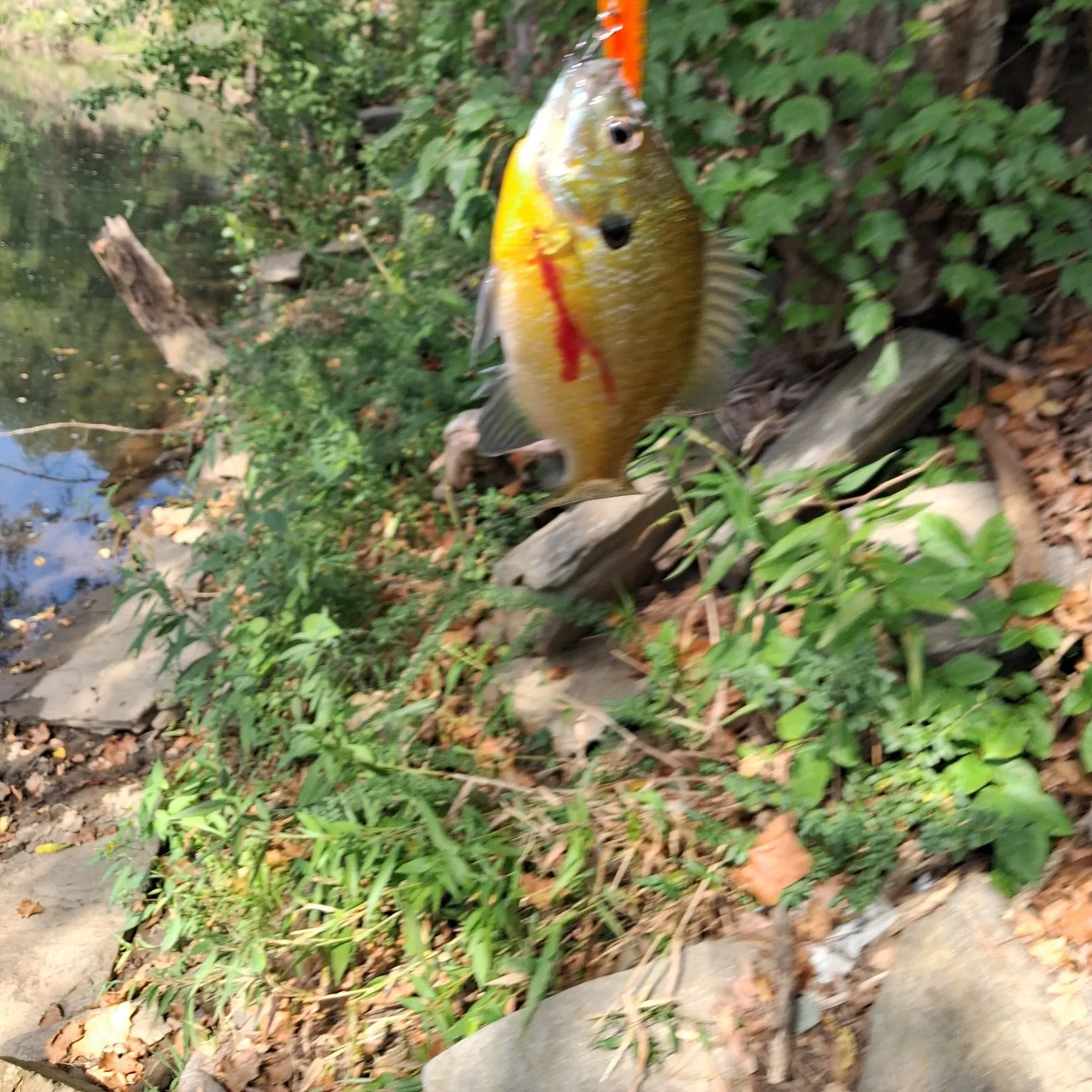 Fish caught on Fishbrain