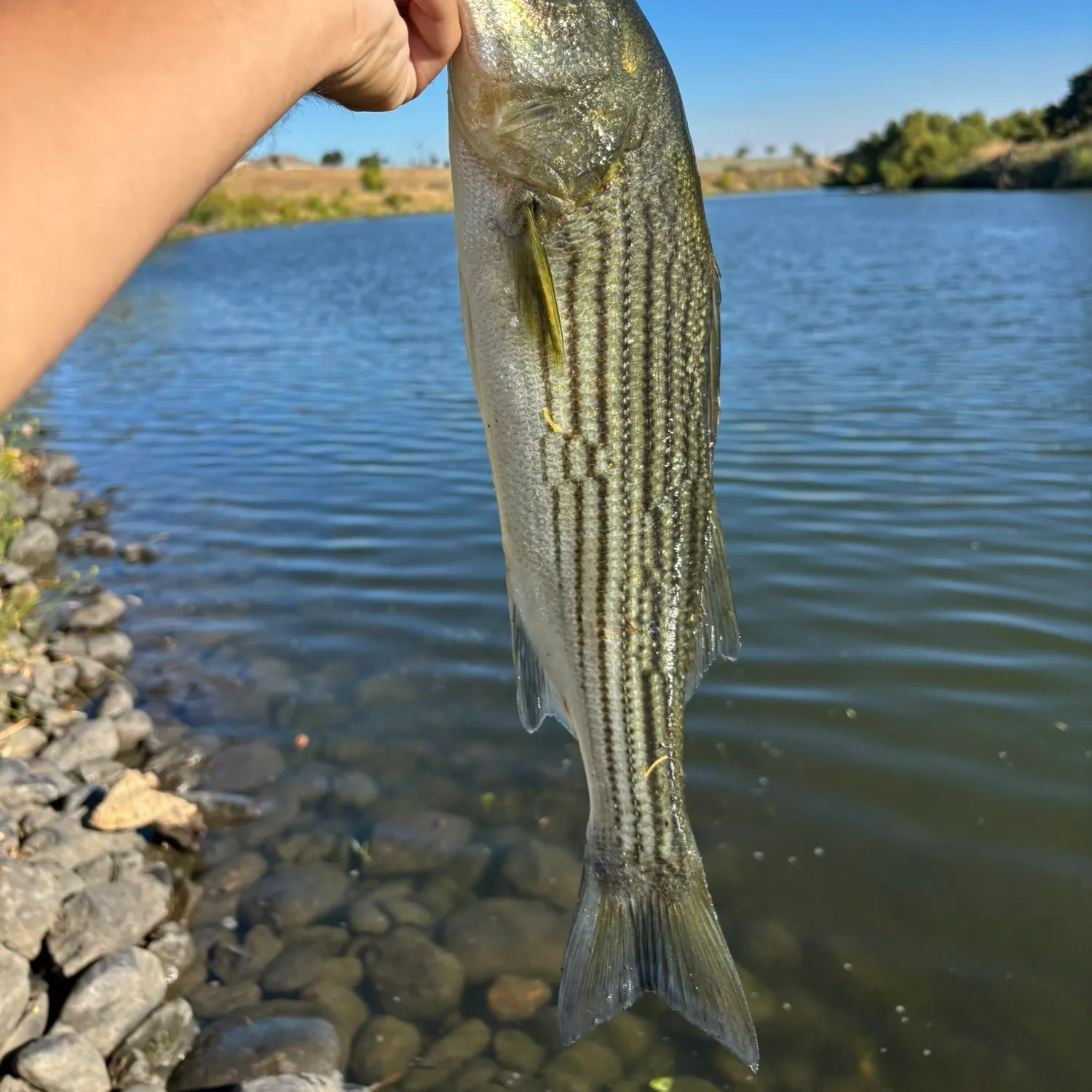 Striped bass caught on Fishbrain