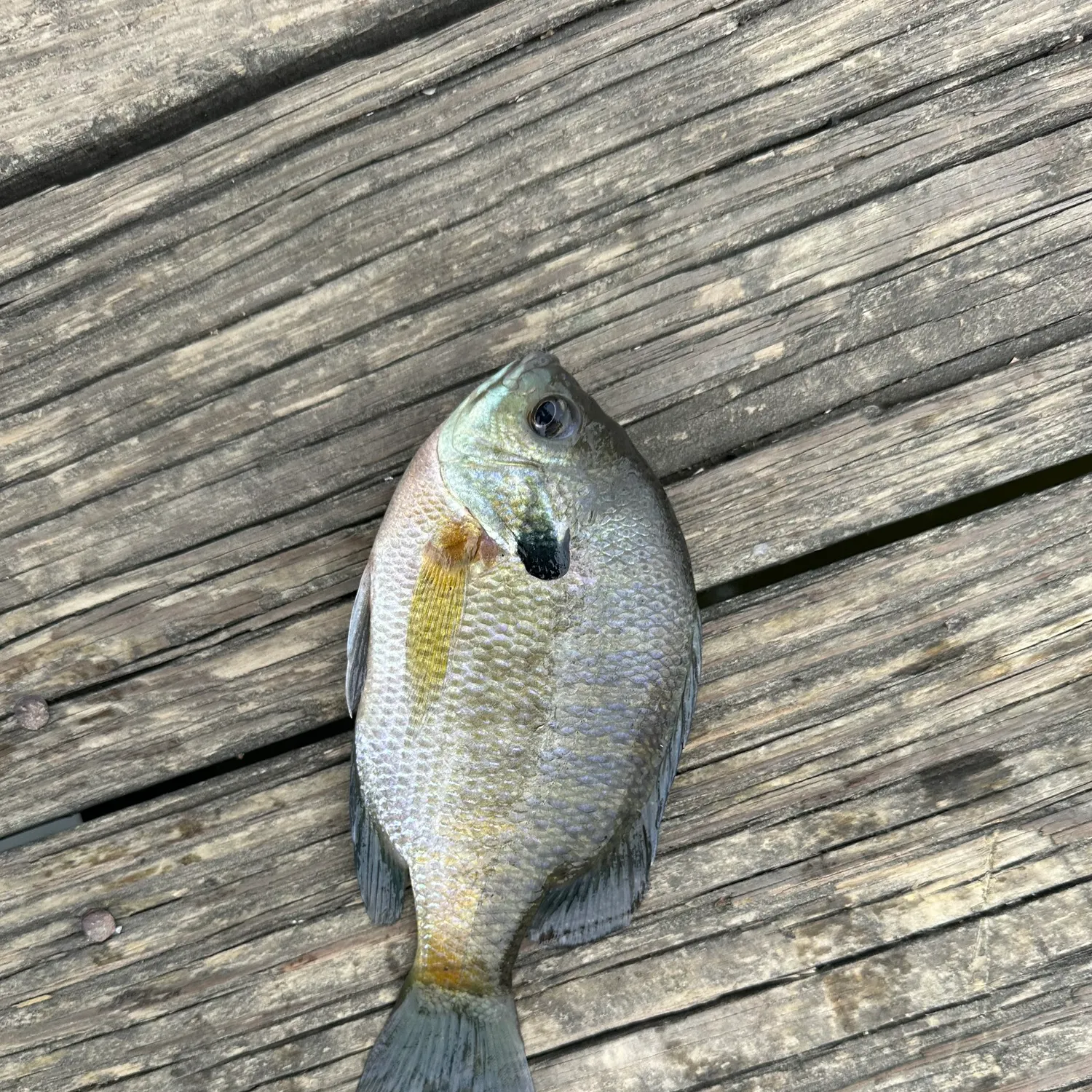 Bluegill caught on Fishbrain