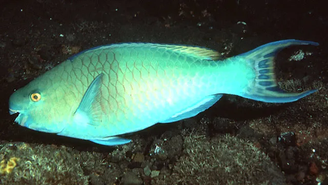 Ember parrotfish