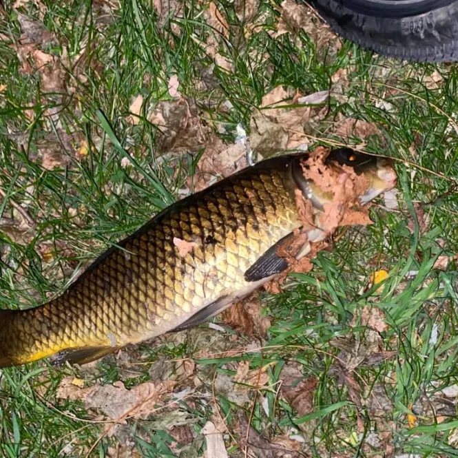 Common carp caught on Fishbrain
