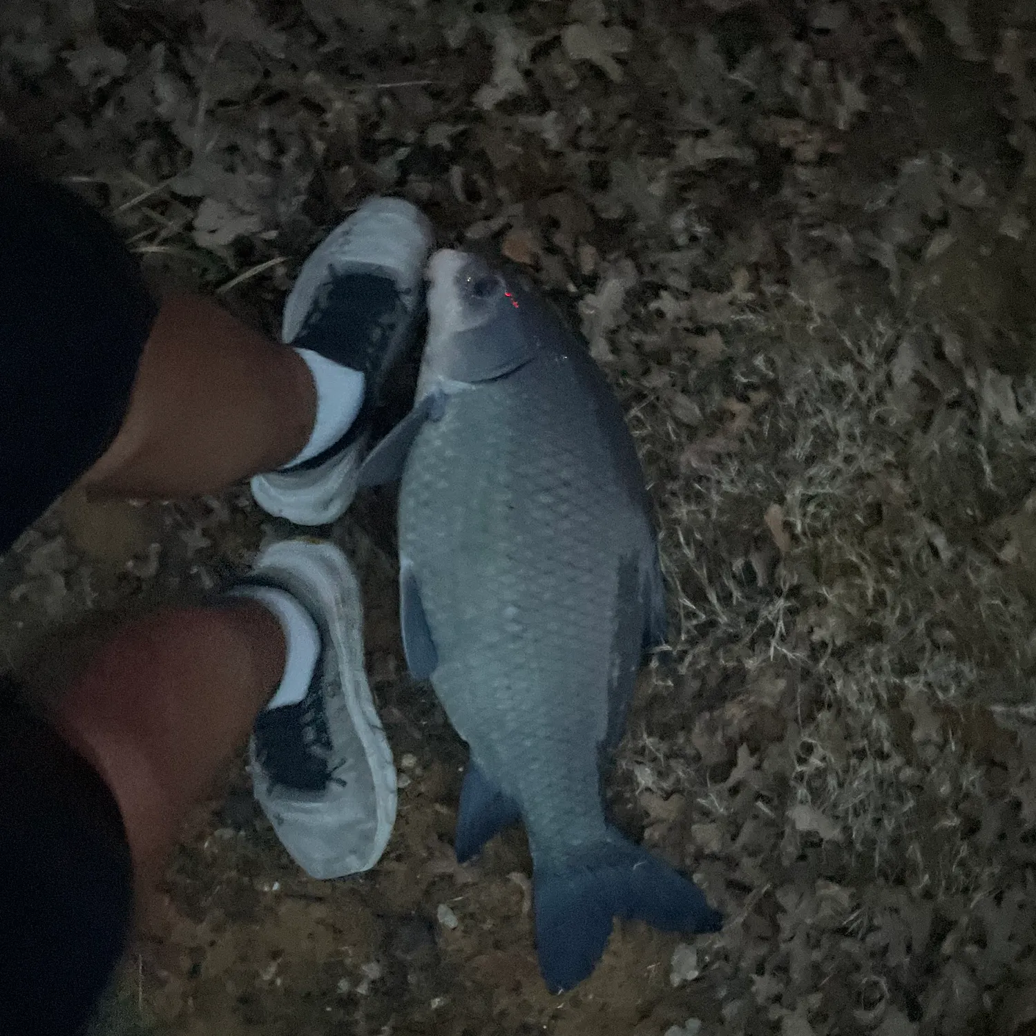 The most recent Black buffalo catches on Fishbrain