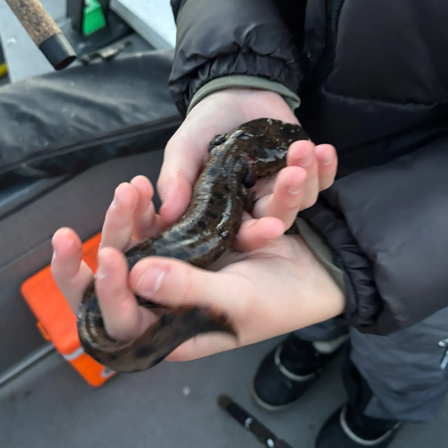 The most recent Common mudpuppy catches on Fishbrain