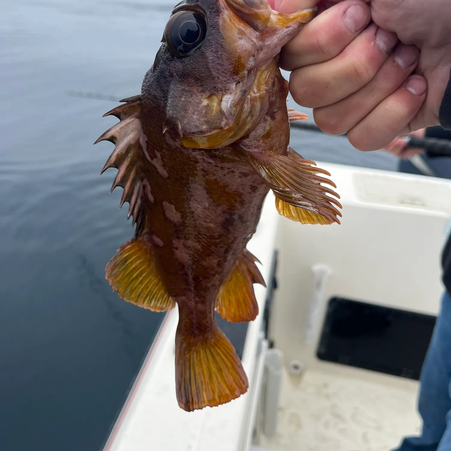 The most recent Gopher rockfish catches on Fishbrain