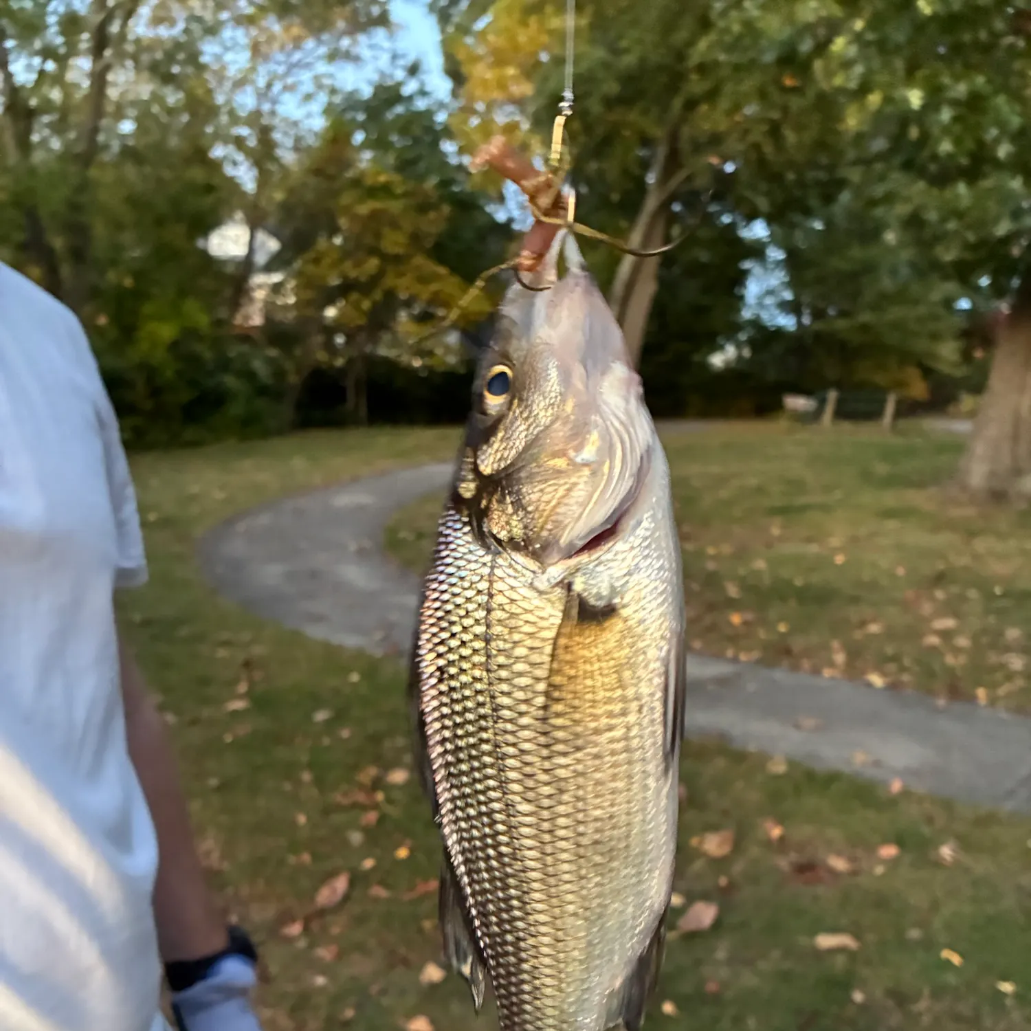 White perch caught on Fishbrain