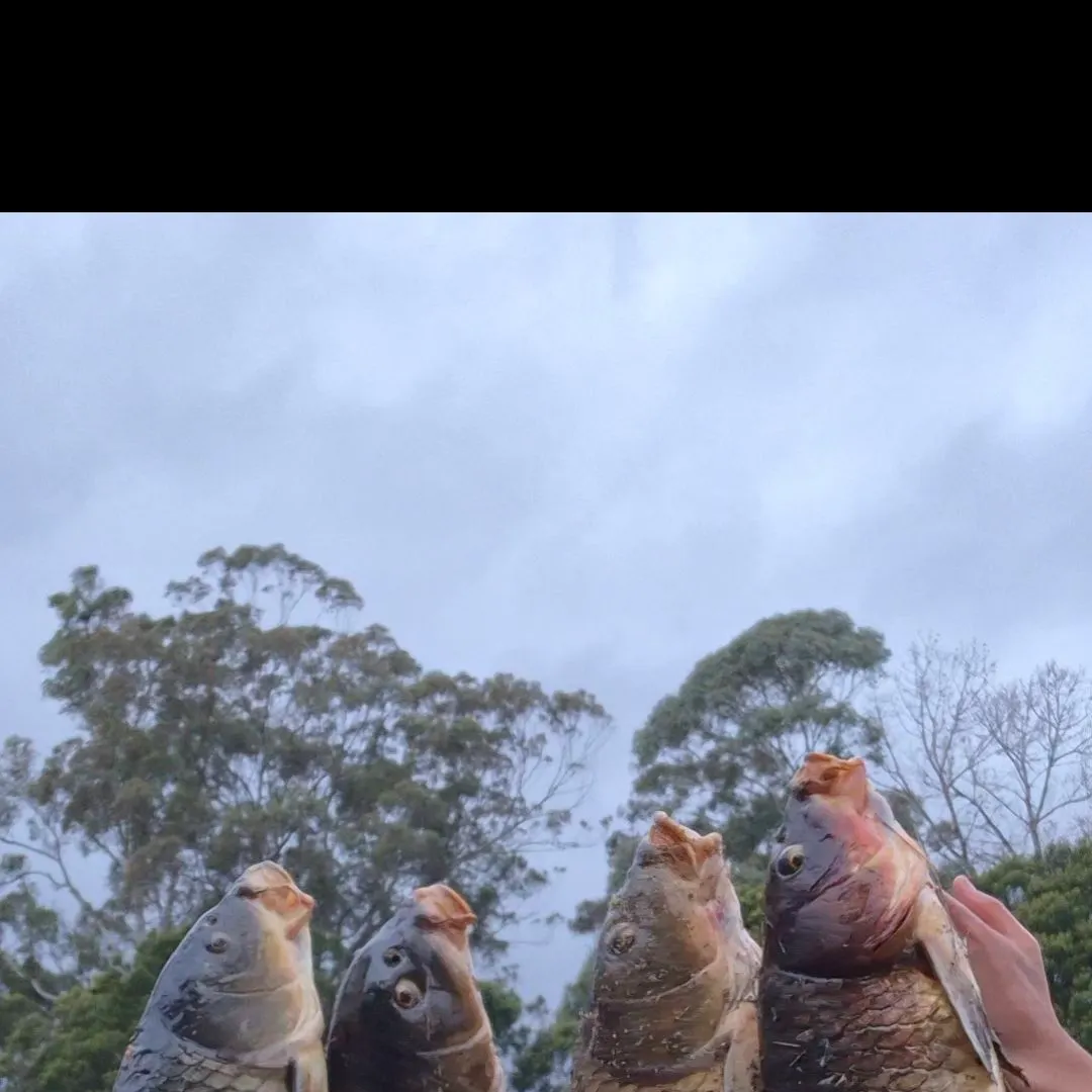 The most recent Common carp catches on Fishbrain